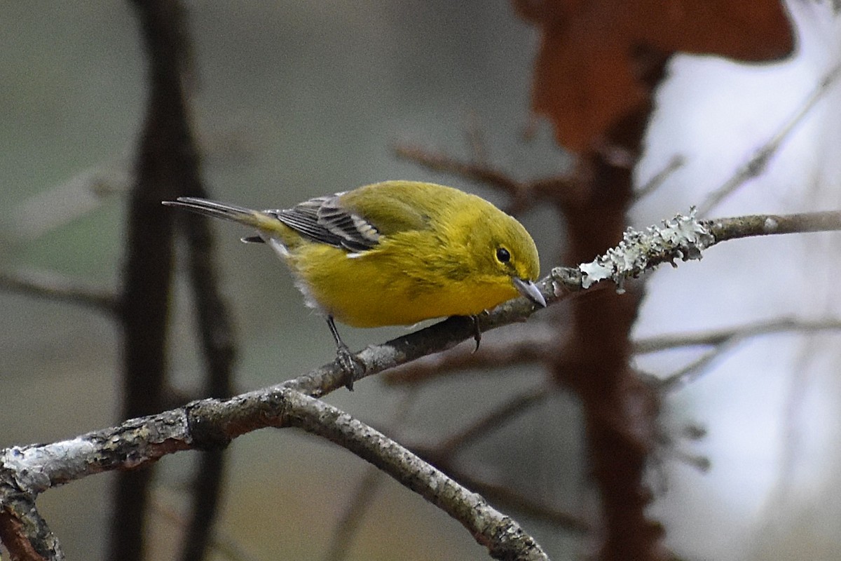 Pine Warbler - ML646525361