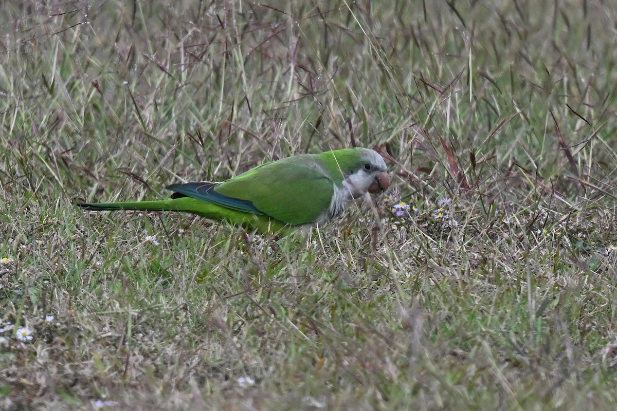 Калита сіроволий - ML646525363