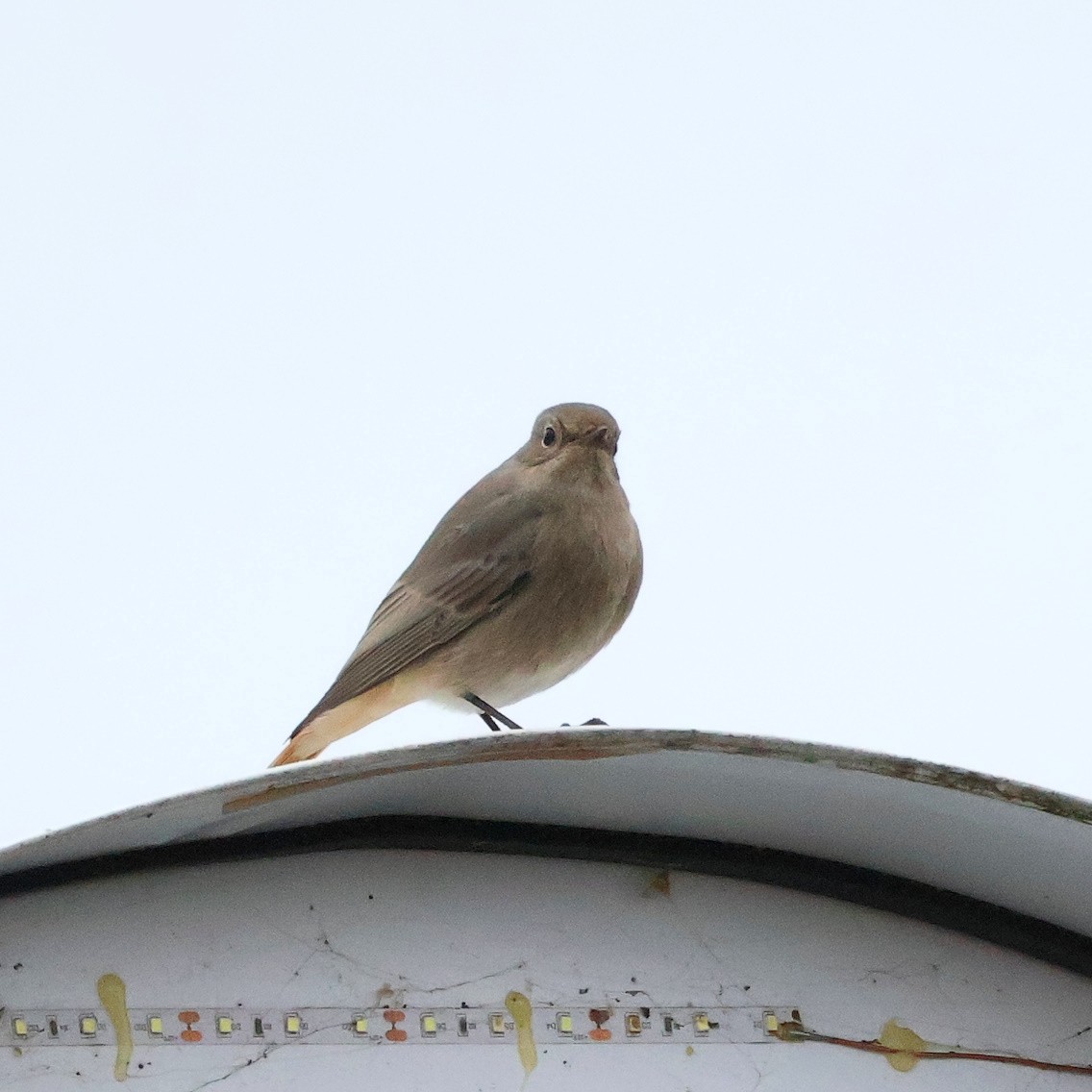 Hausrotschwanz - ML646525364