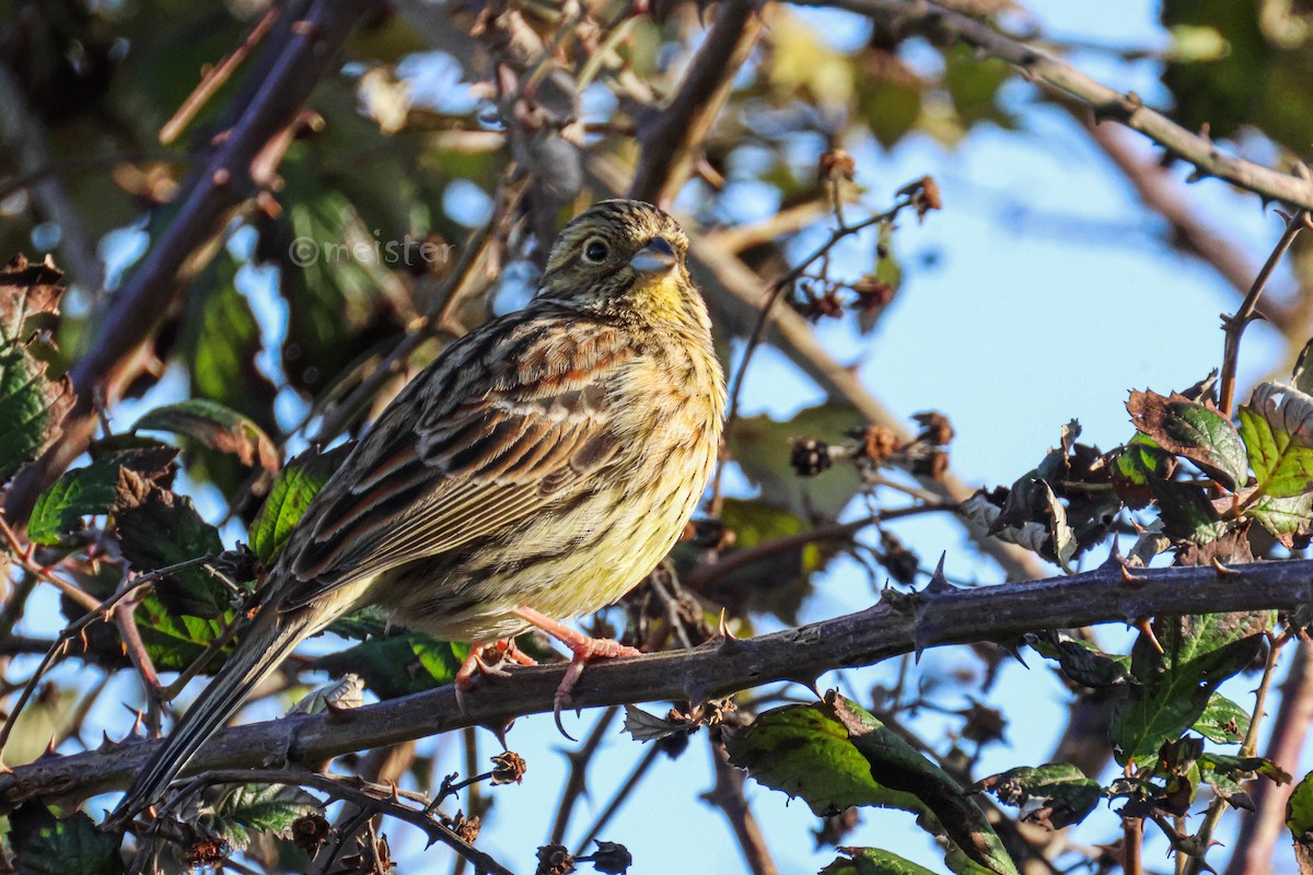Cirl Bunting - ML646525372