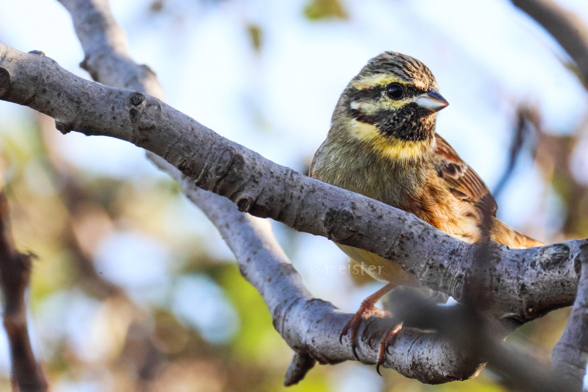 Cirl Bunting - ML646525373