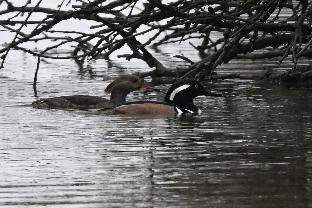 Hooded Merganser - ML646525374
