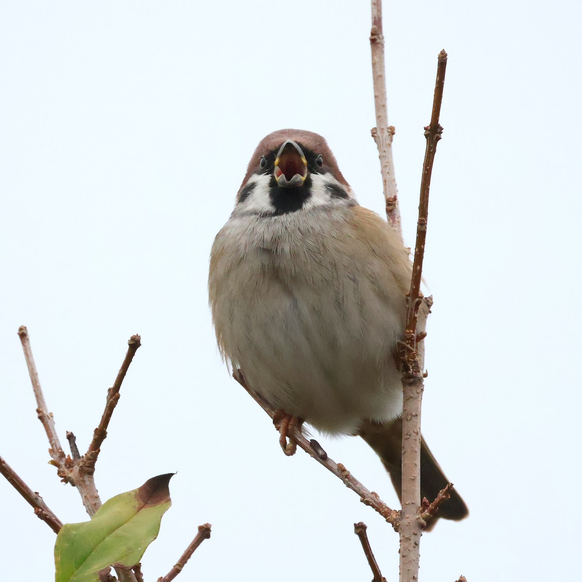 Feldsperling - ML646525375