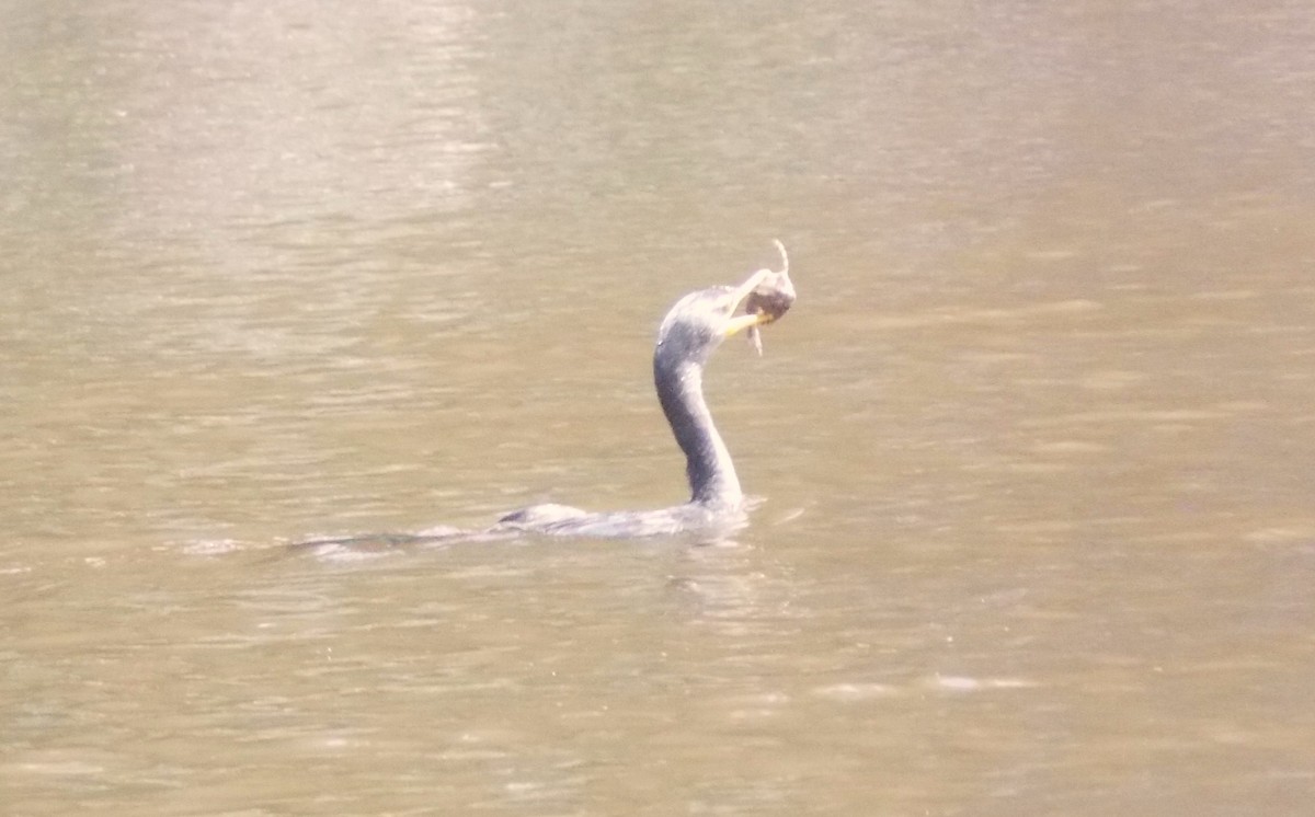 Neotropic Cormorant - ML646525376