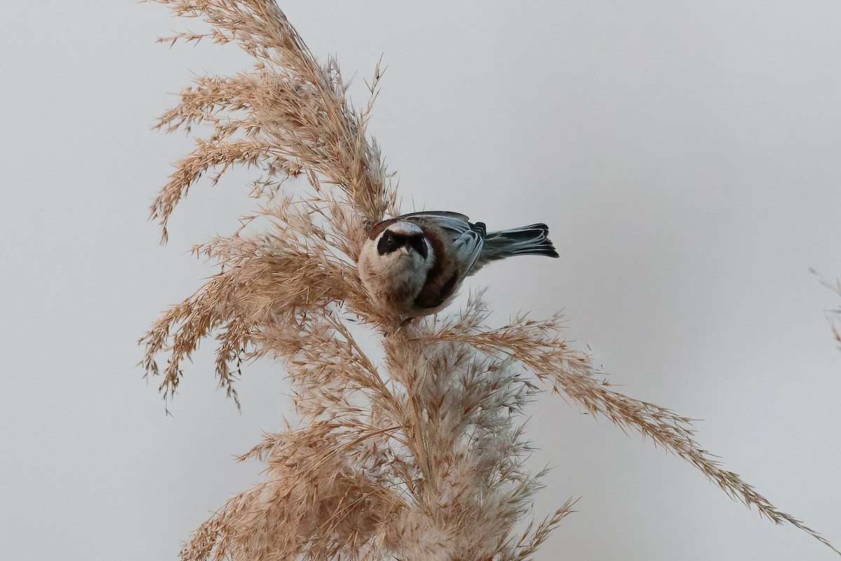 Eurasian Penduline-Tit - ML646525377