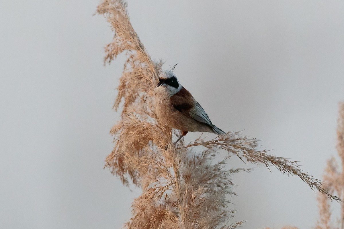 Eurasian Penduline-Tit - ML646525378