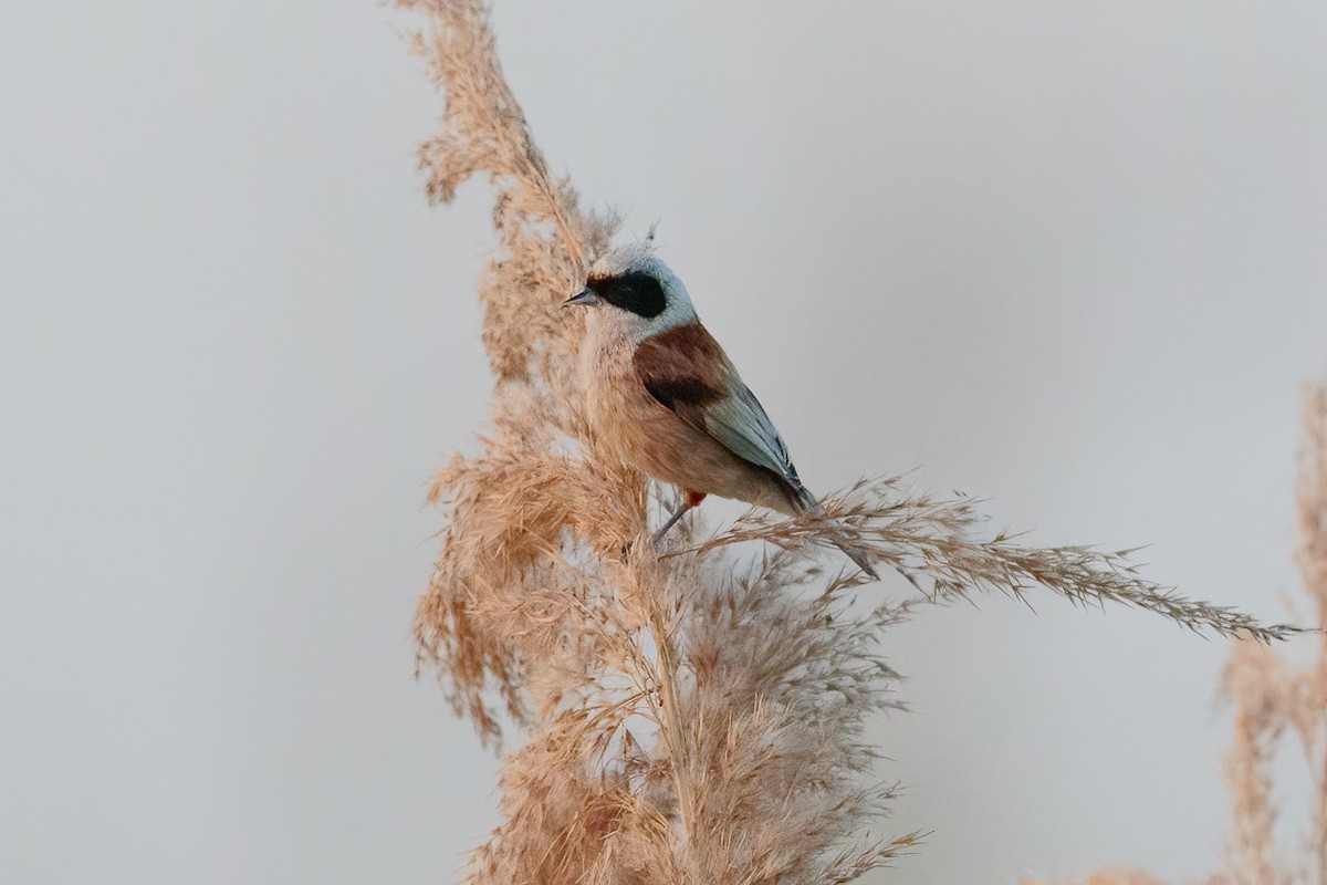 Eurasian Penduline-Tit - ML646525379