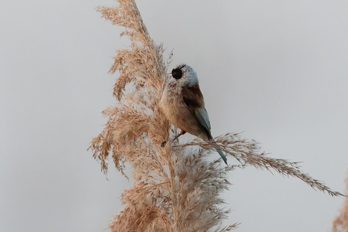 Eurasian Penduline-Tit - ML646525380