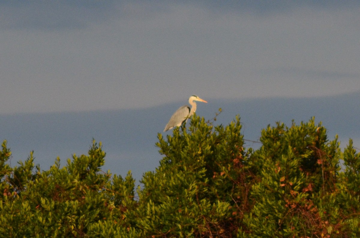 アオサギ - ML646525381