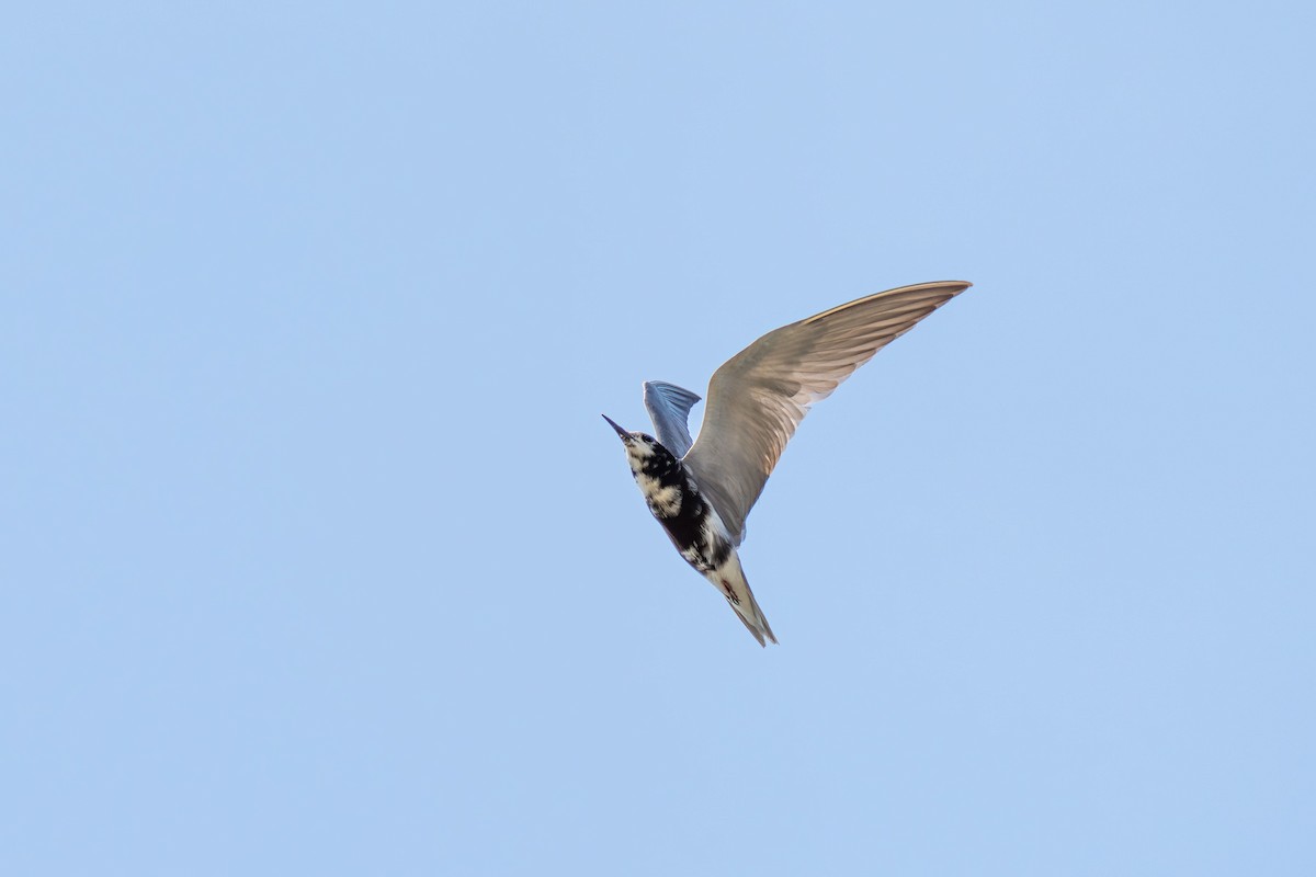 Mignattino comune - ML646525382