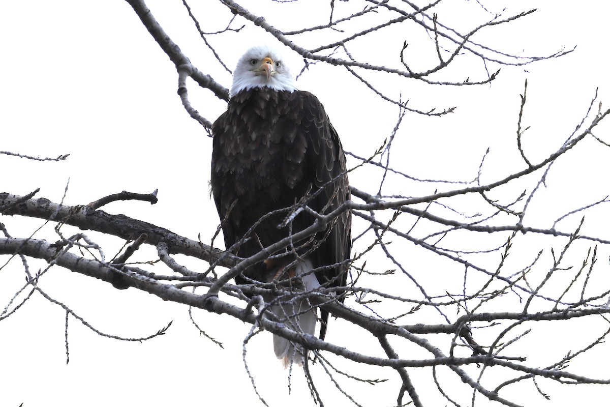 Bald Eagle - ML646525384
