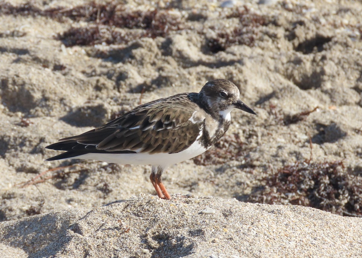 Ruddy Turnstone - ML646525390