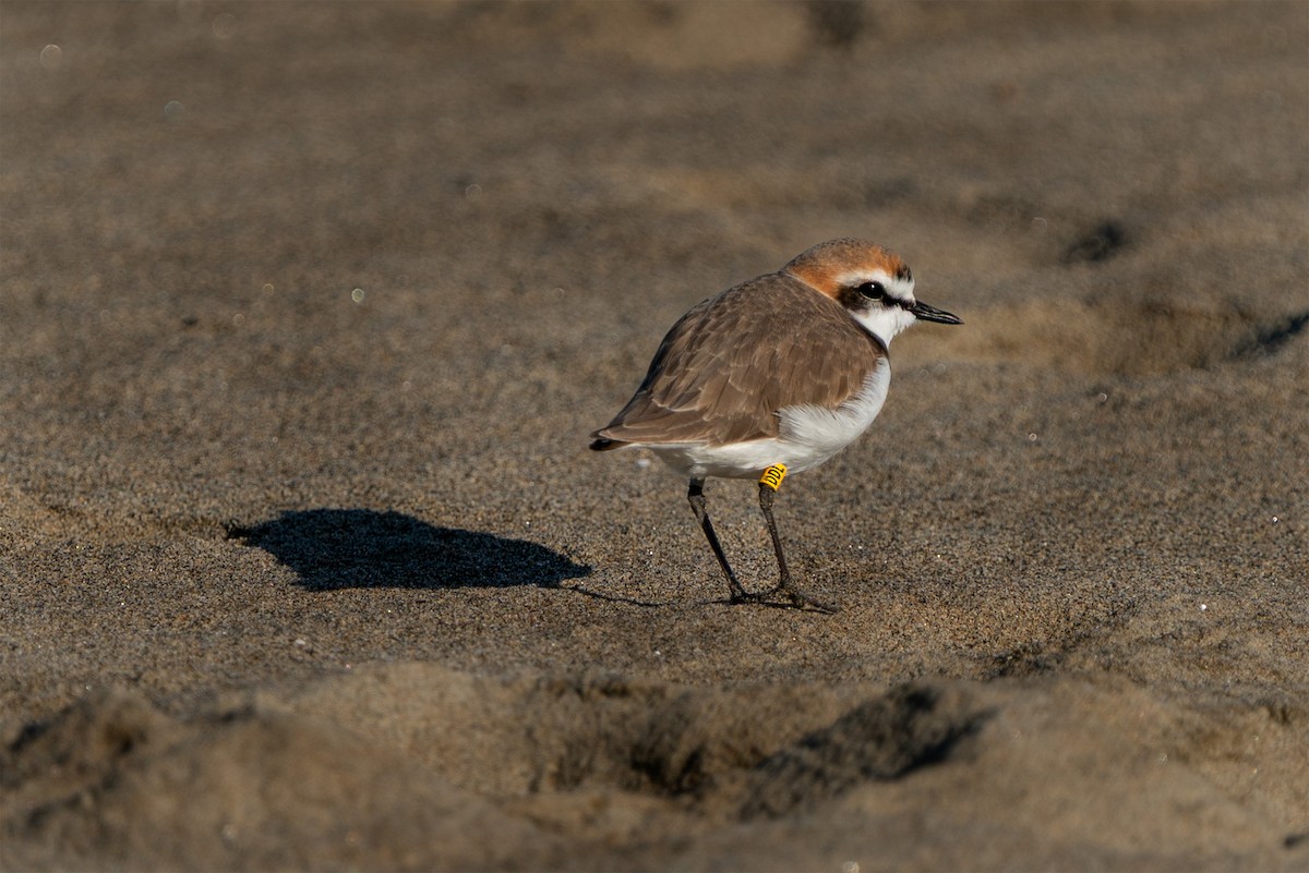 東方環頸鴴 - ML646525398