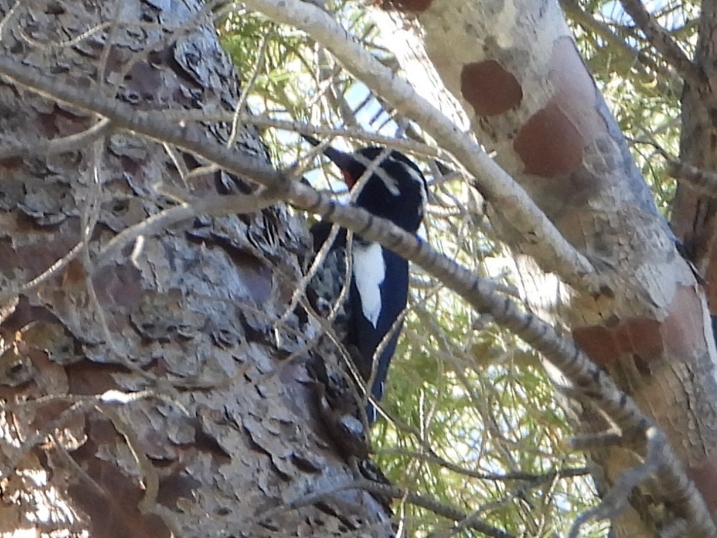 Williamson's Sapsucker - ML646525401