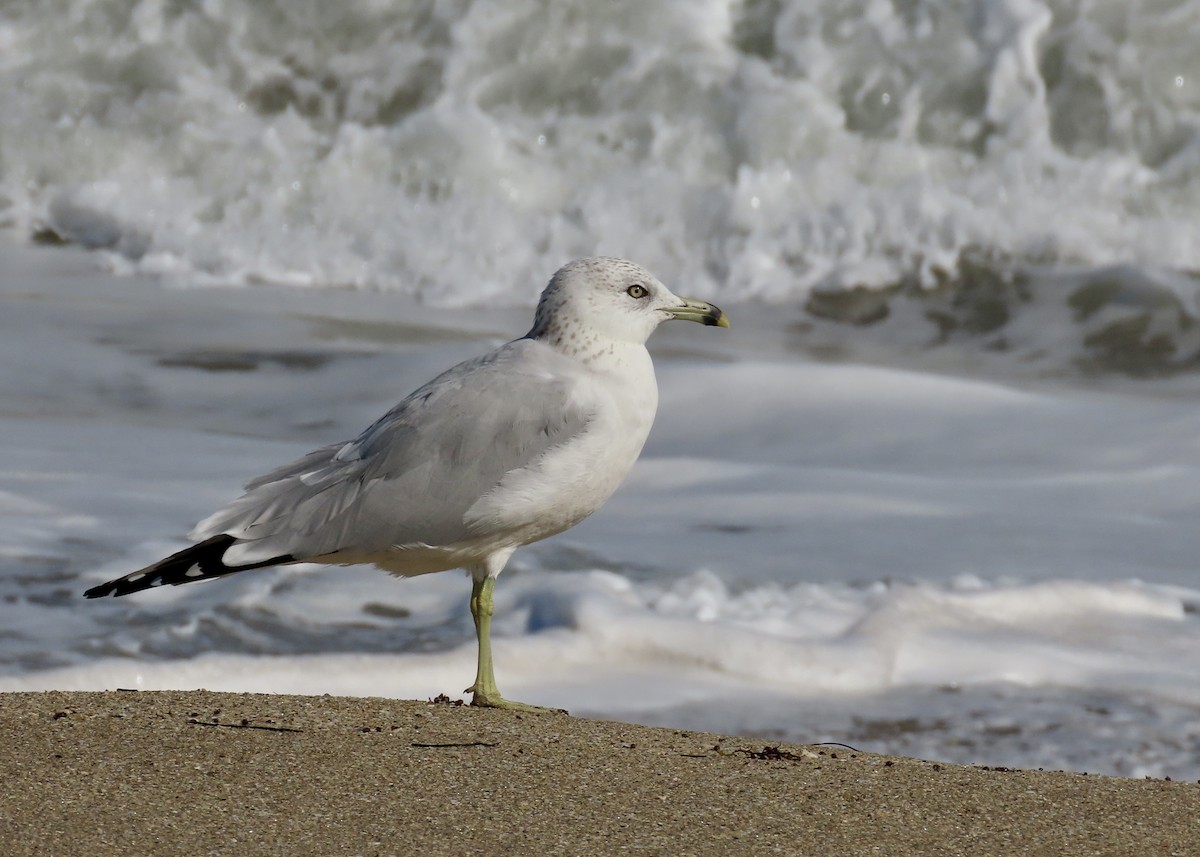 Ring-billed Gull - ML646525402