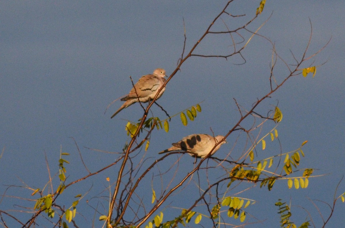 シラコバト - ML646525403