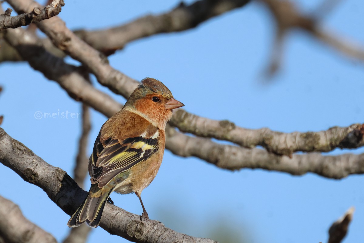 Common Chaffinch - ML646525404