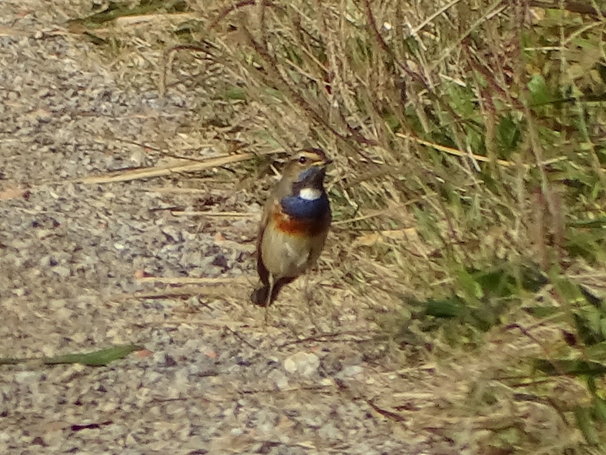 Bluethroat - ML646525405