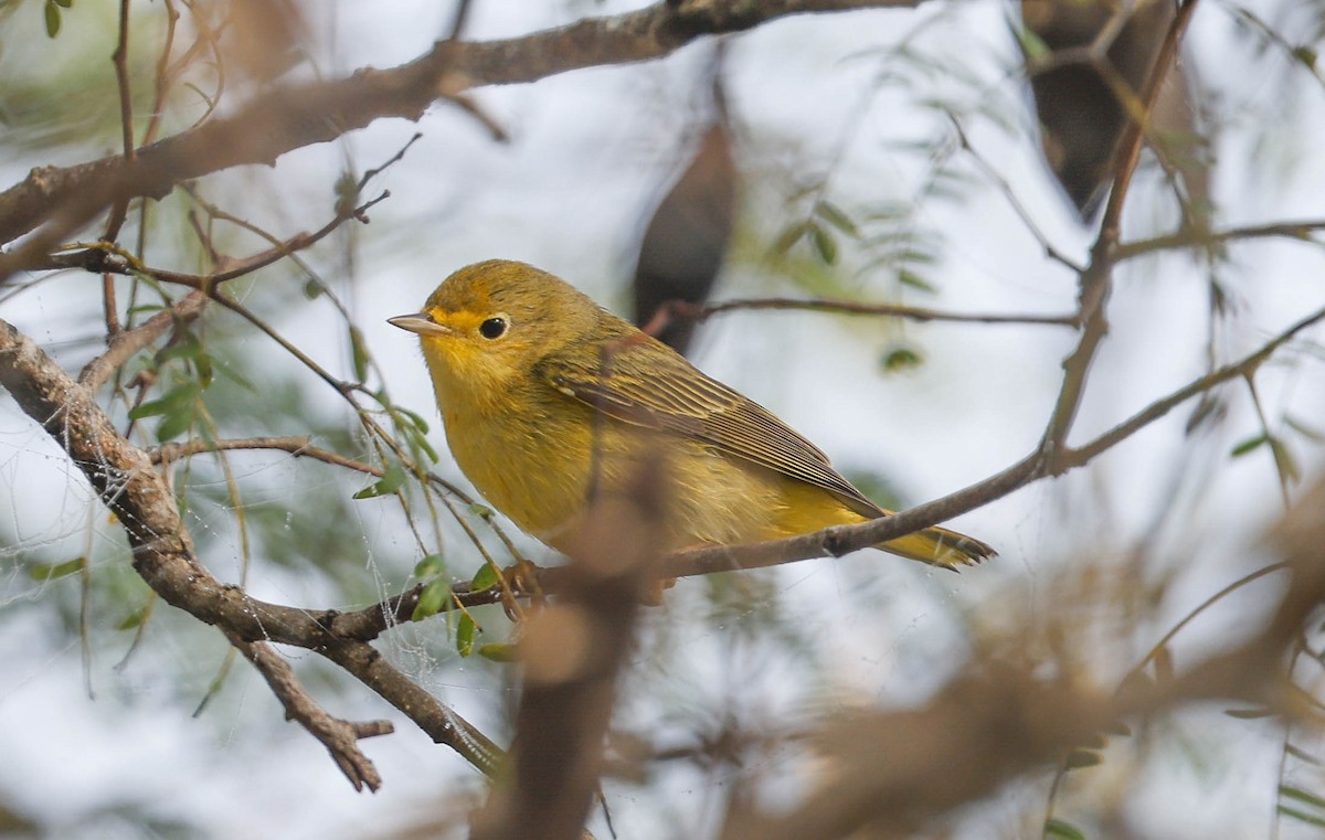 Northern Yellow Warbler - ML646525416