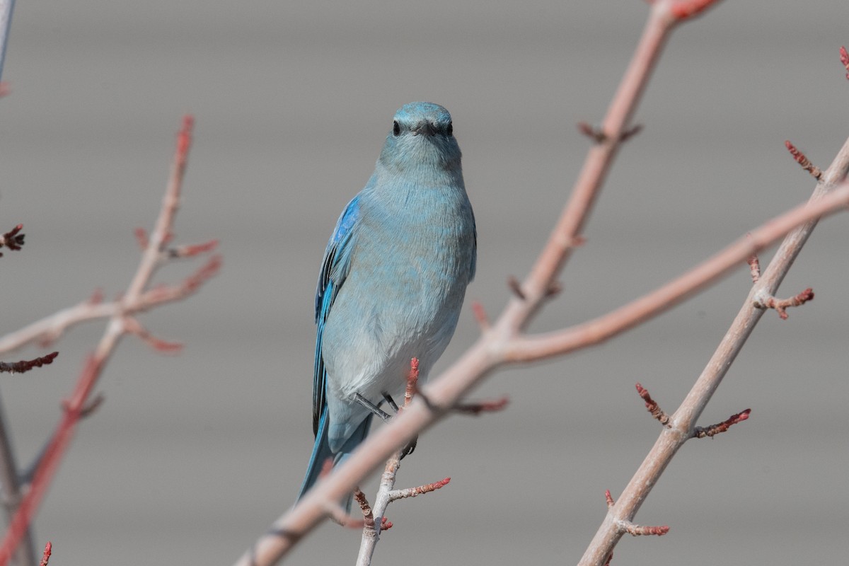 Mountain Bluebird - ML646525417