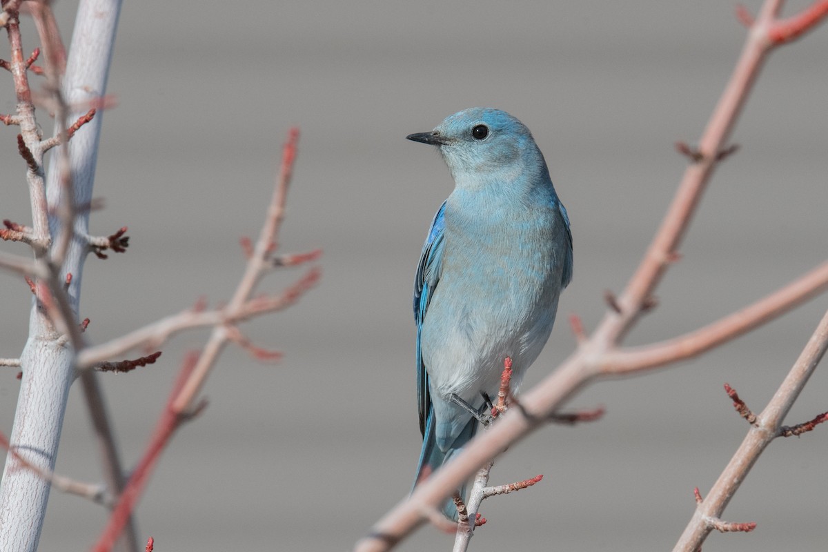 Mountain Bluebird - ML646525418