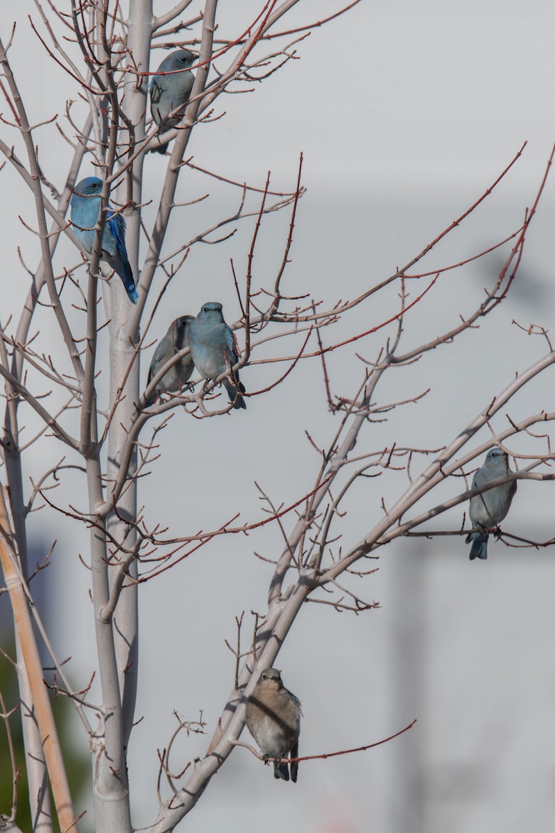 Mountain Bluebird - ML646525419