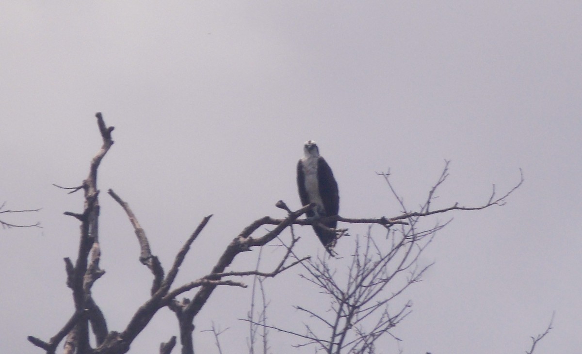 Osprey - ML646525422