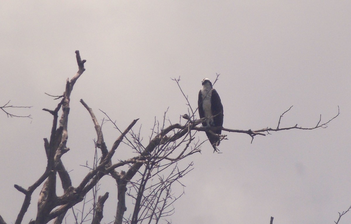Osprey - ML646525423
