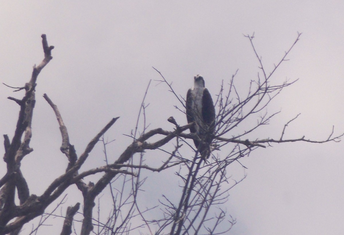 Osprey - ML646525424