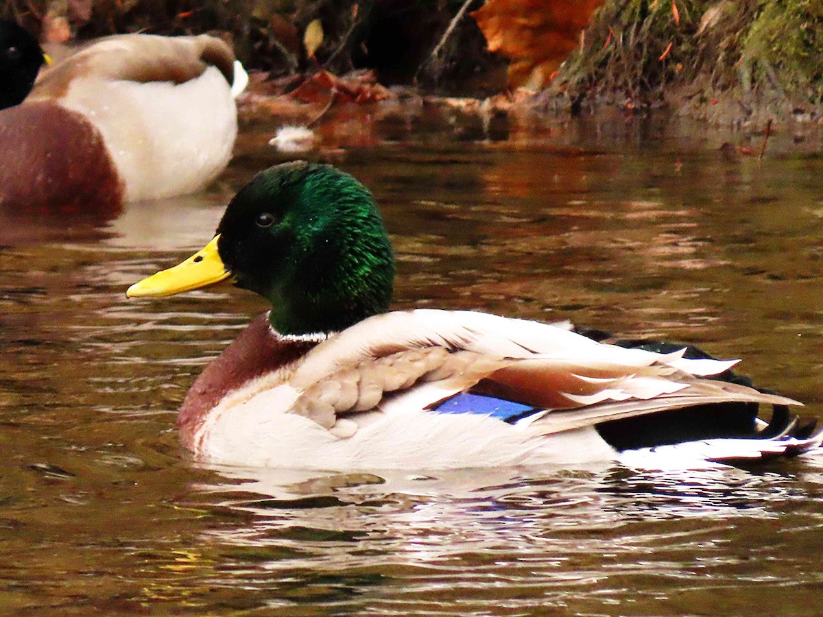 kachna divoká - ML646525426