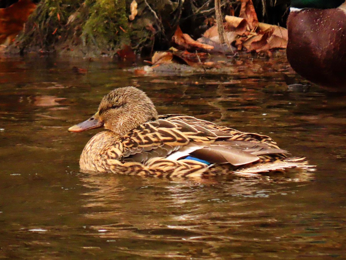 kachna divoká - ML646525427