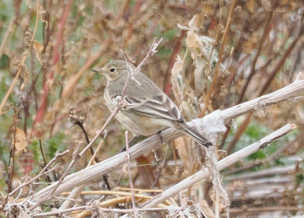 American Pipit - ML646525428