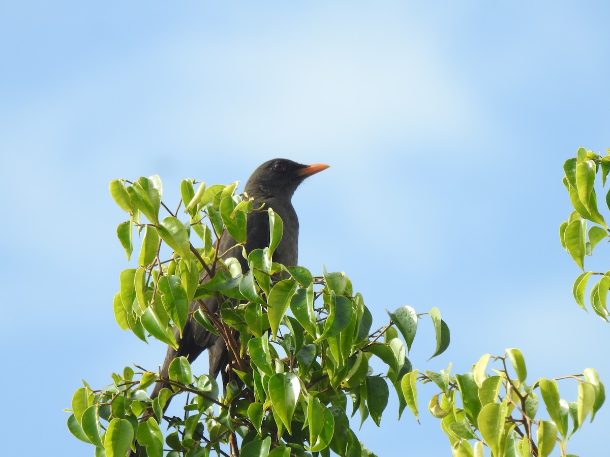 Great Thrush - ML646525429