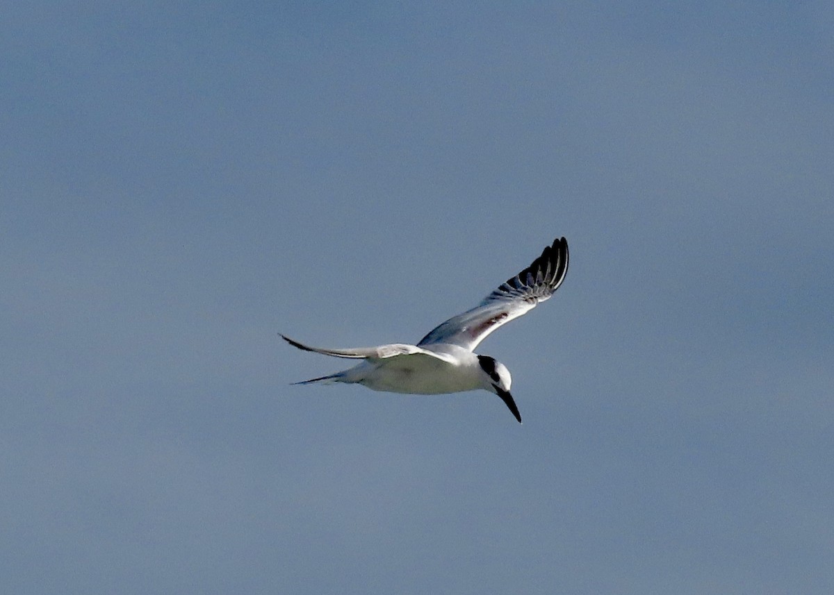Sandwich Tern - ML646525437