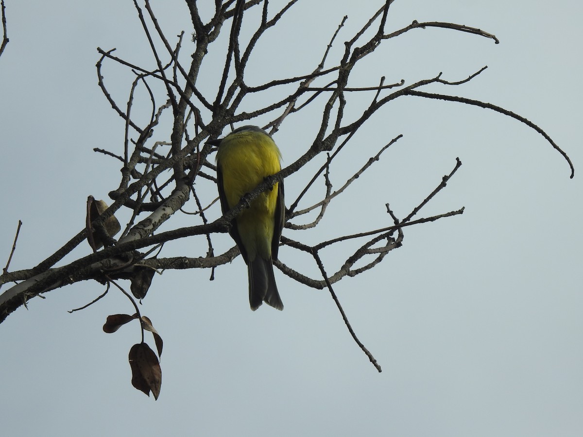 Tropical Kingbird - ML646525438