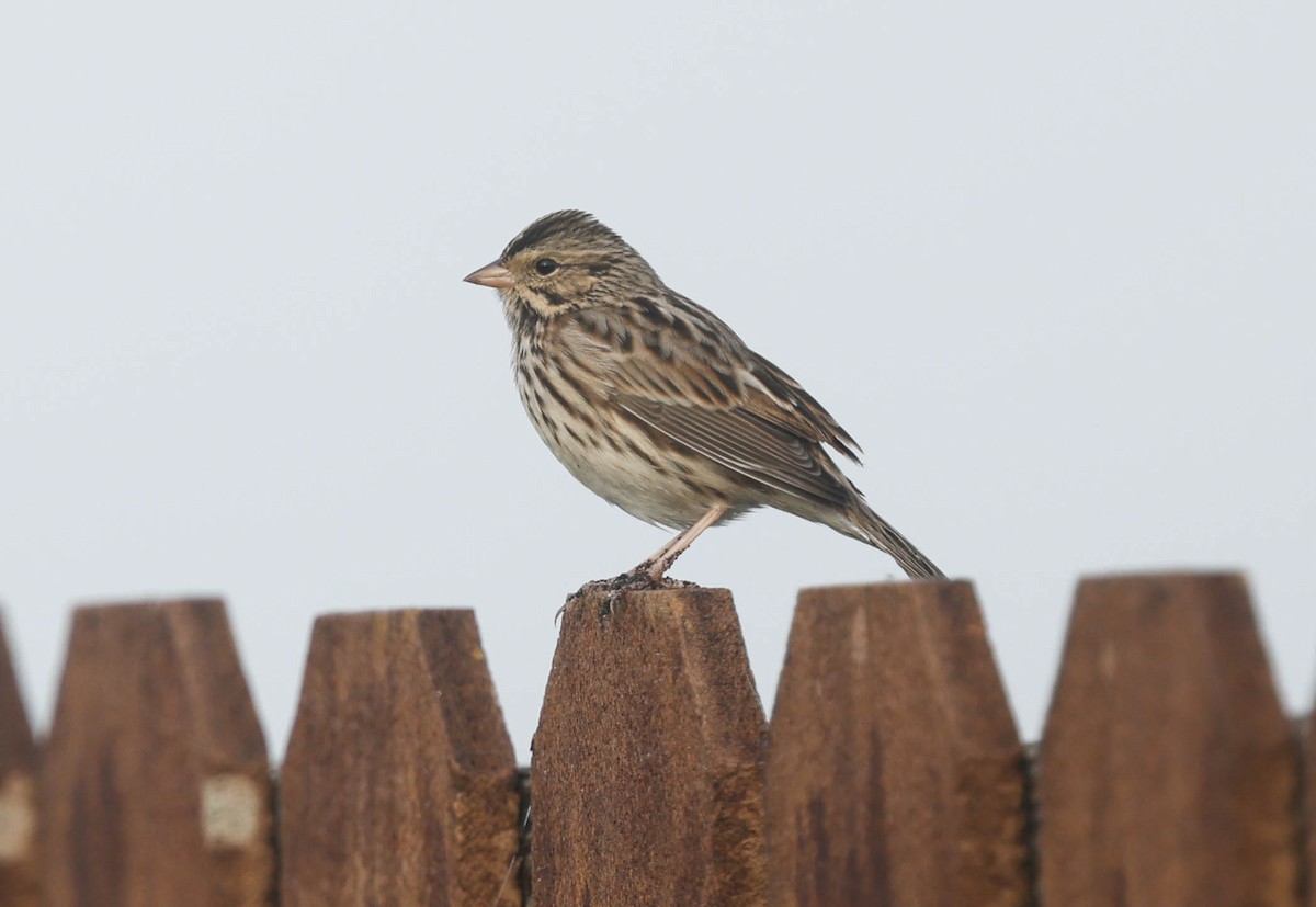 Savannah Sparrow - ML646525439