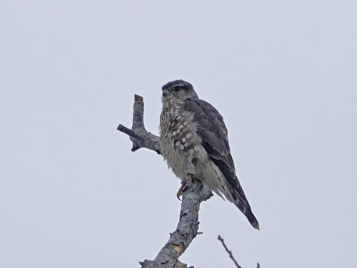 Хайргууна шонхор - ML646525444