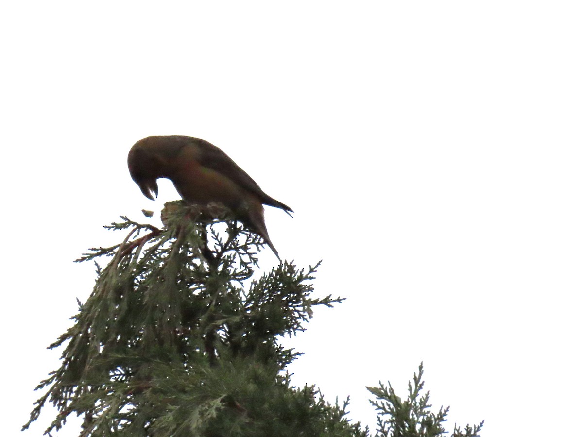 Red Crossbill - ML646525445