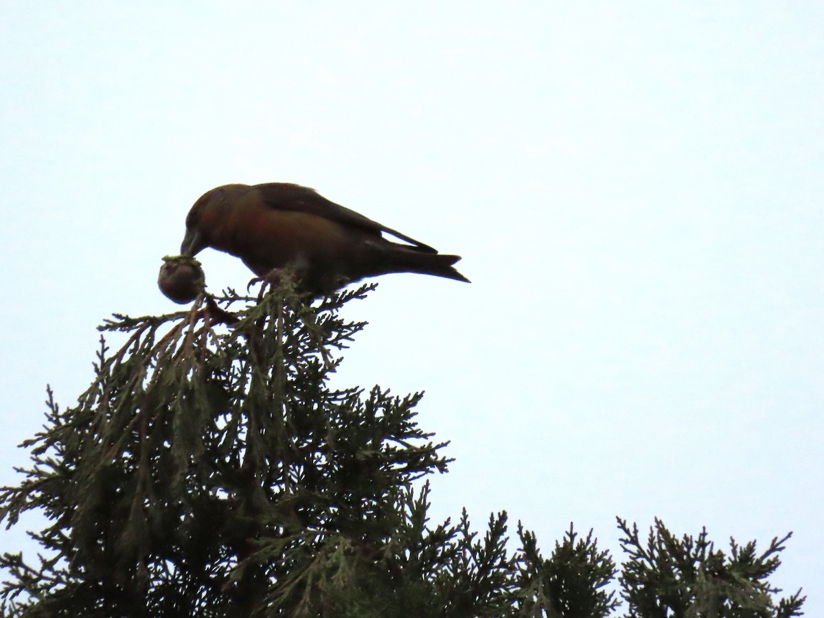 Red Crossbill - ML646525446