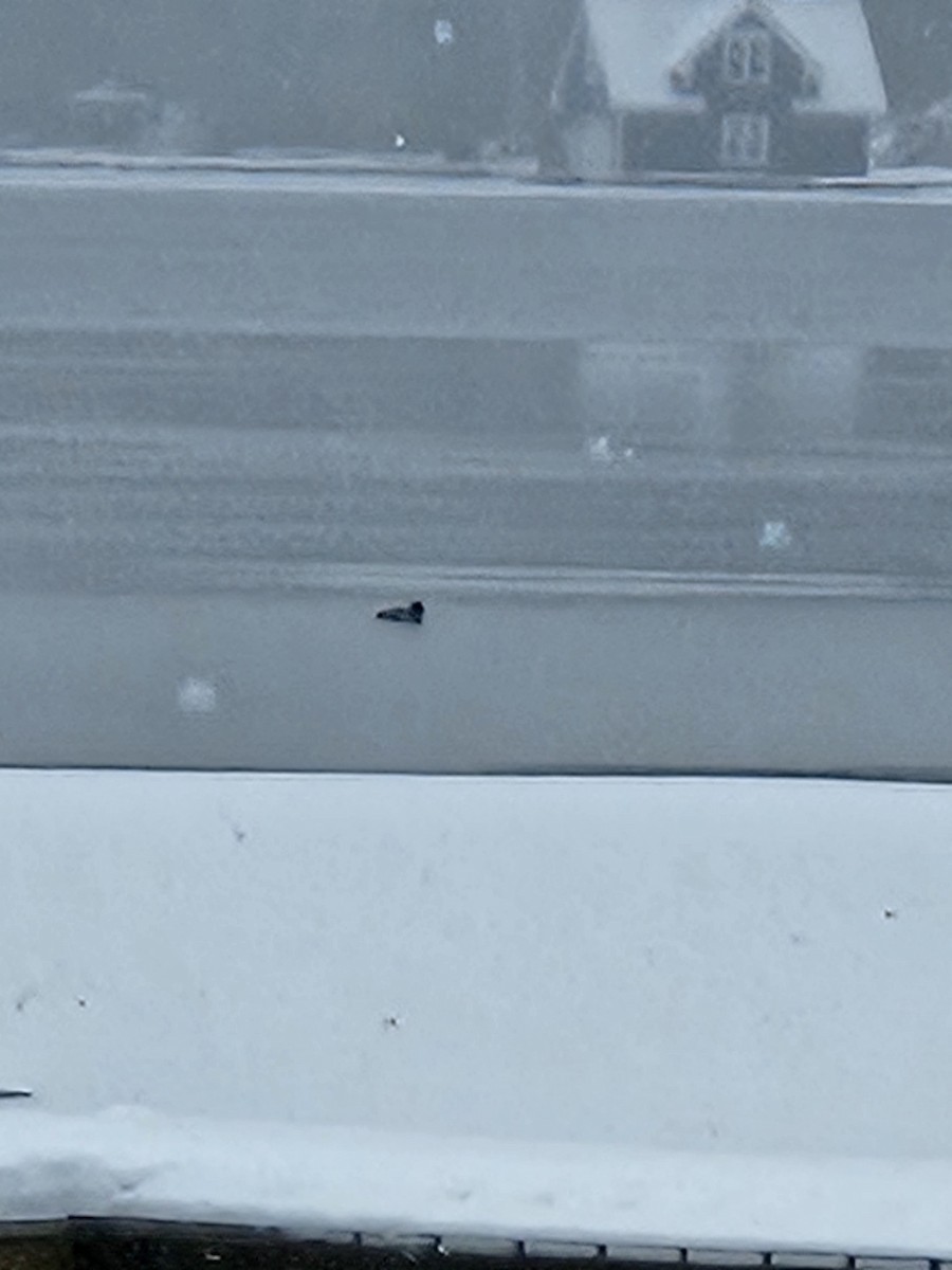 Murgilari urrebegia - ML646525448