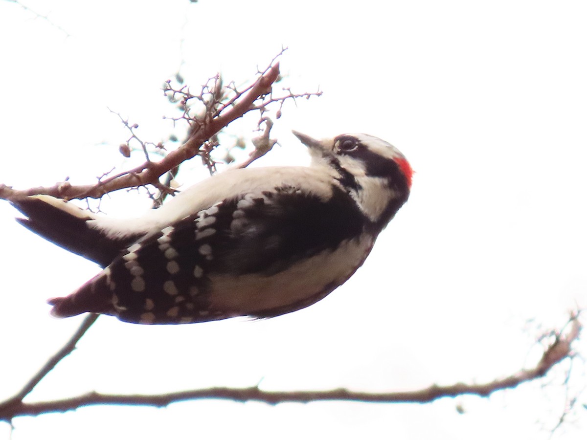 Downy Woodpecker - ML646525449