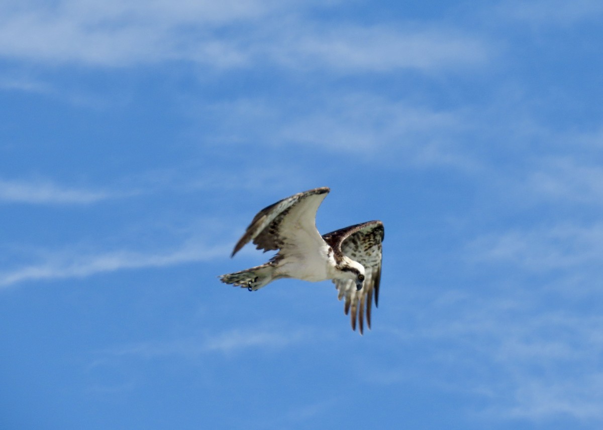 Osprey - ML646525450