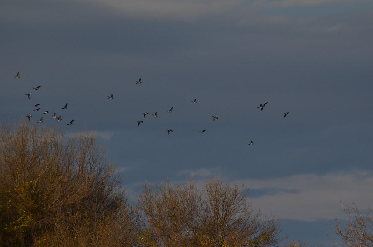 モリバト - ML646525451