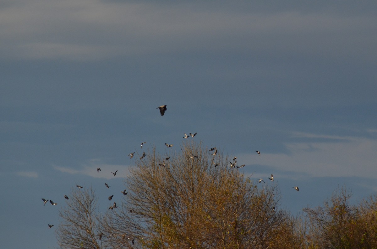 モリバト - ML646525452