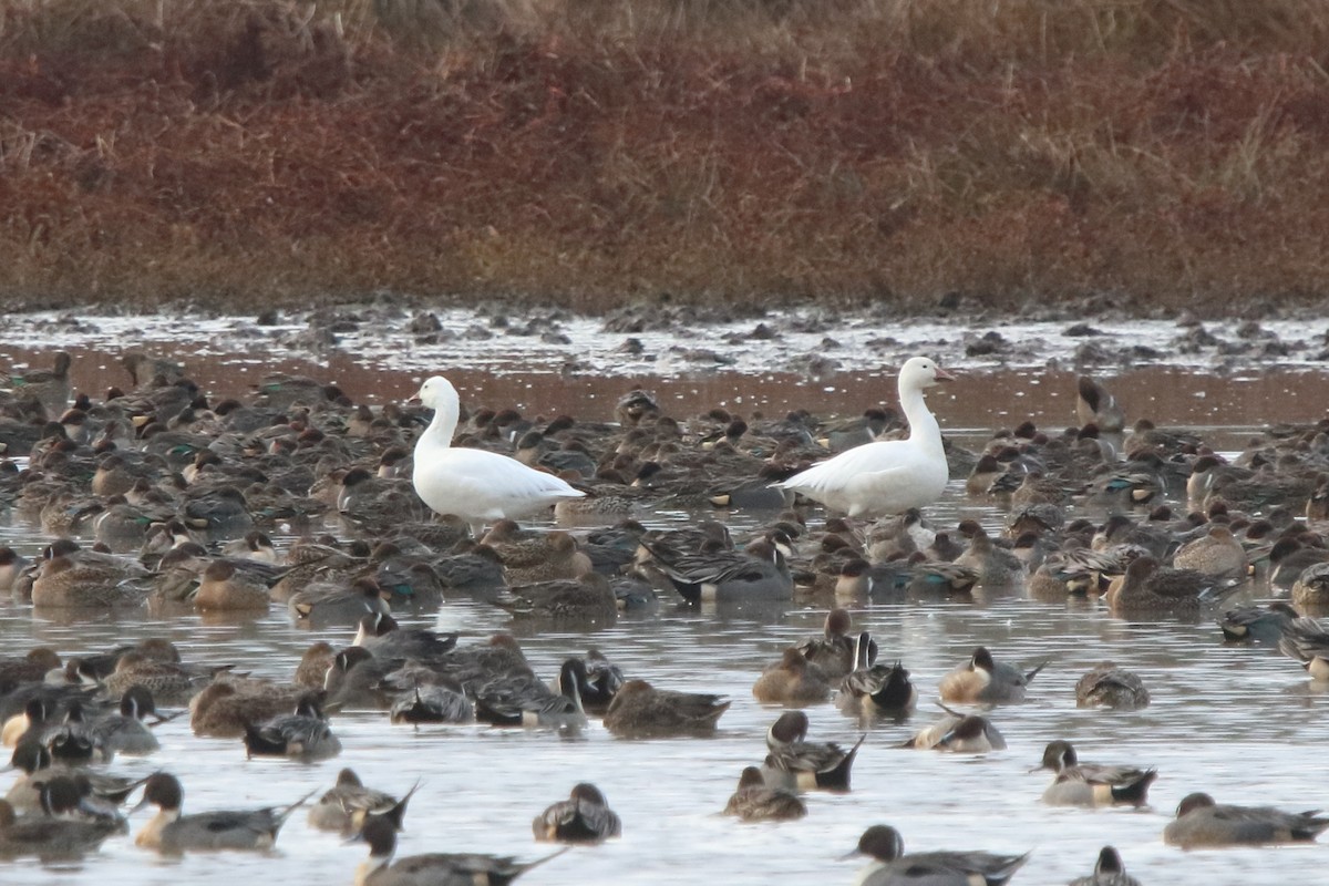 Snow Goose - ML646525457
