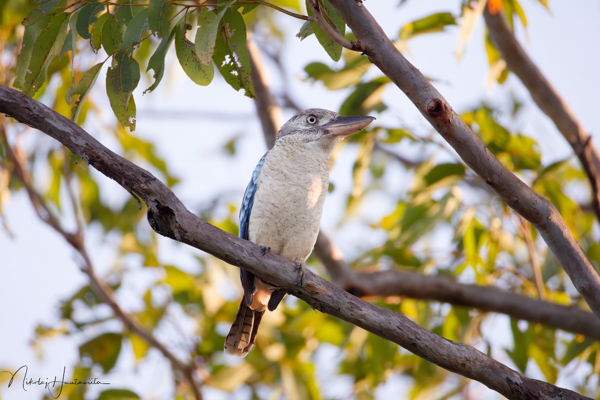 Blue-winged Kookaburra - ML646525459