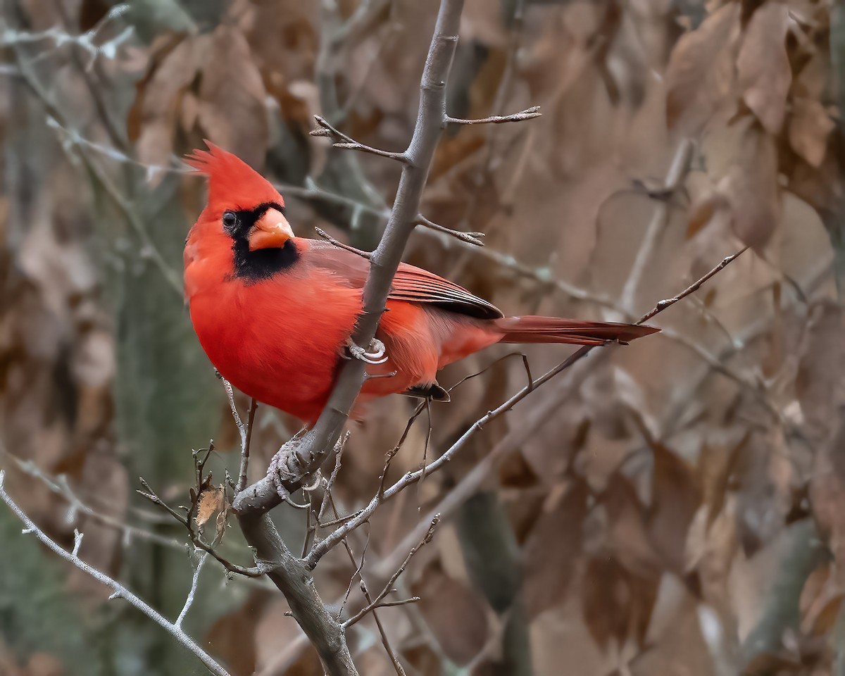 Kardinal arrunta - ML646525460