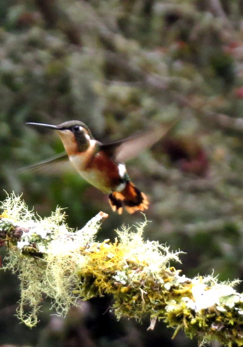 シロハラチビハチドリ - ML646525461