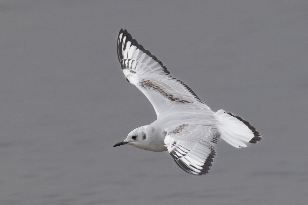 Мартин канадський - ML646525463