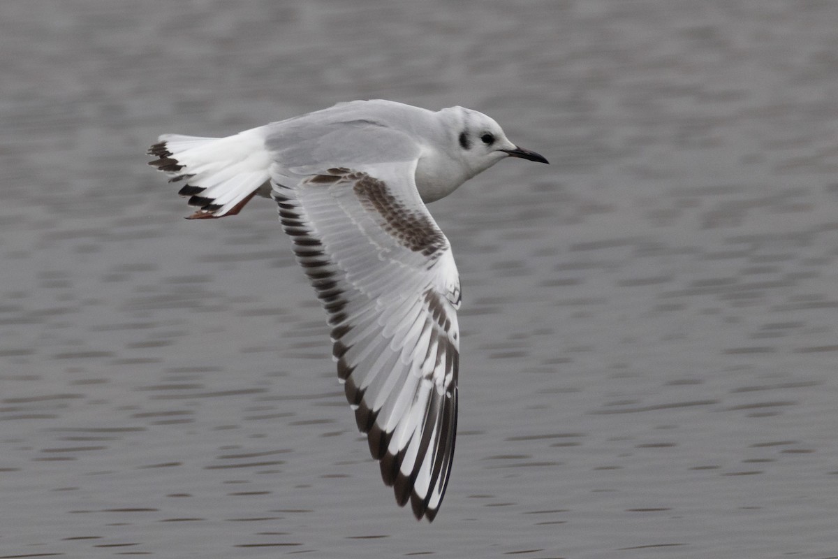 Мартин канадський - ML646525465